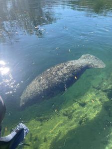 Manatee in Crystal River, FL